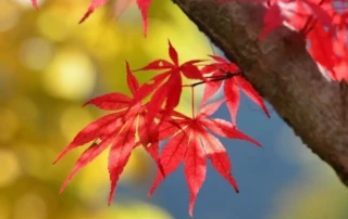 red leaves on a tree